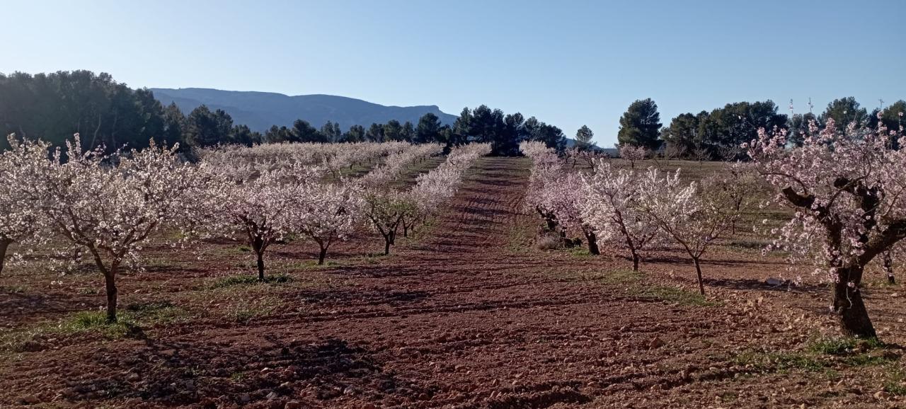  Excelente finca de almedros REF.856